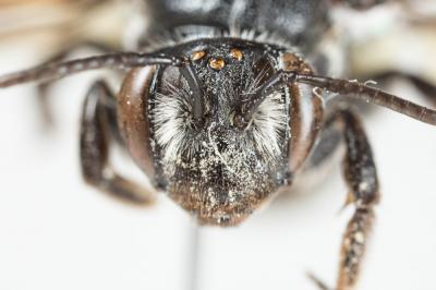  Andrena afrensis Warncke, 1967