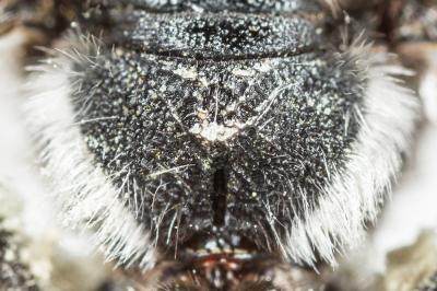  Andrena afrensis Warncke, 1967