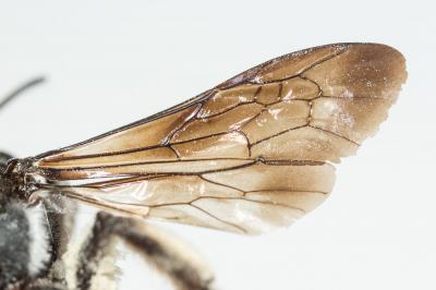  Andrena afrensis Warncke, 1967