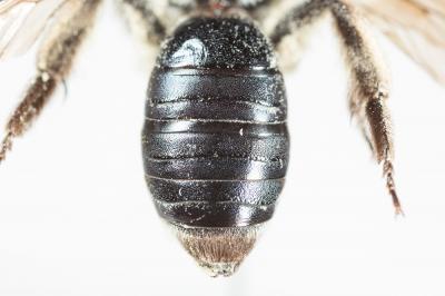  Andrena afrensis Warncke, 1967