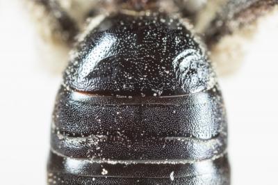  Andrena afrensis Warncke, 1967