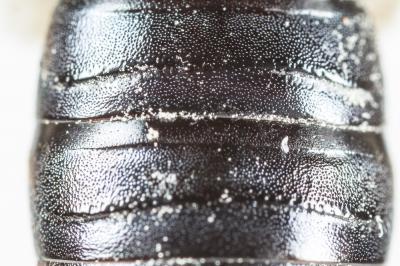  Andrena afrensis Warncke, 1967