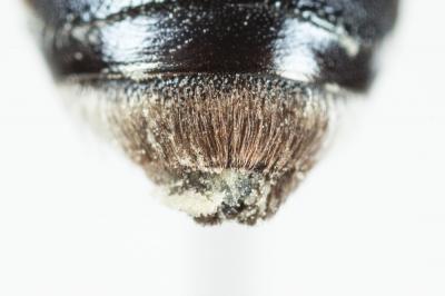  Andrena afrensis Warncke, 1967