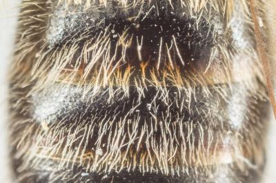  Andrena angustior (Kirby, 1802)
