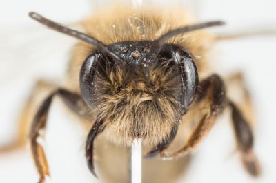  Andrena apicata Smith, 1847