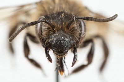  Andrena bimaculata (Kirby, 1802)