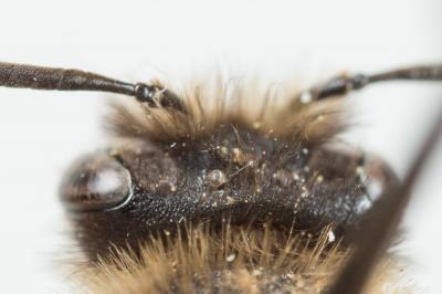 Andrena bimaculata (Kirby, 1802)
