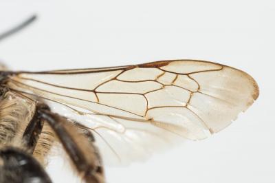  Andrena bimaculata (Kirby, 1802)
