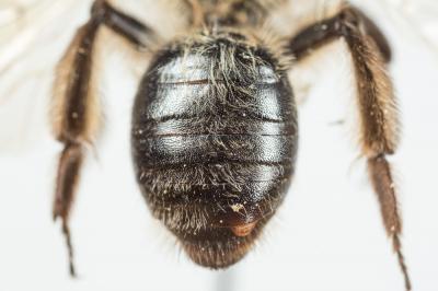  Lasioglossum bimaculatum (Dours, 1872)