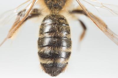  Andrena bimaculata (Kirby, 1802)
