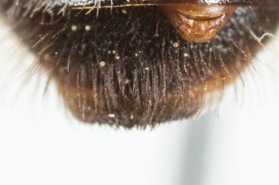 Andrena bimaculata (Kirby, 1802)