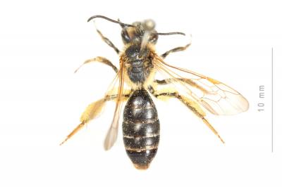  Andrena bucephala Stephens, 1846
