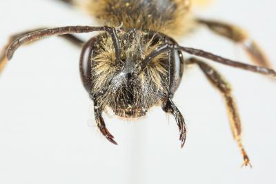  Andrena bucephala Stephens, 1846