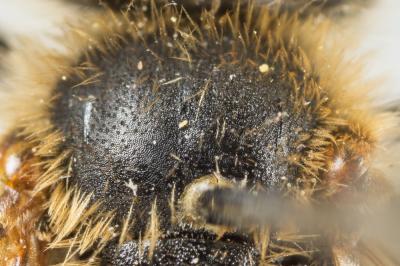  Andrena bucephala Stephens, 1846