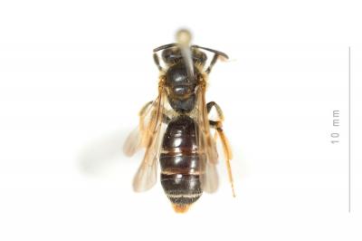  Andrena chrysosceles (Kirby, 1802)