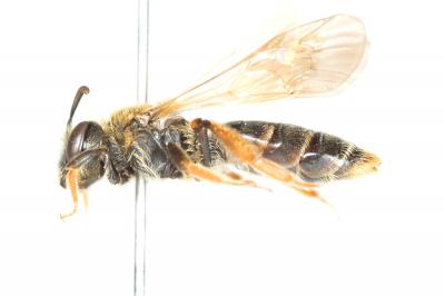  Andrena chrysosceles (Kirby, 1802)