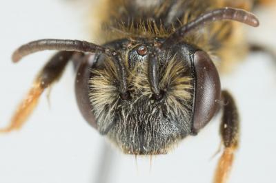  Andrena chrysosceles (Kirby, 1802)