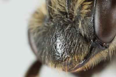  Andrena chrysosceles (Kirby, 1802)