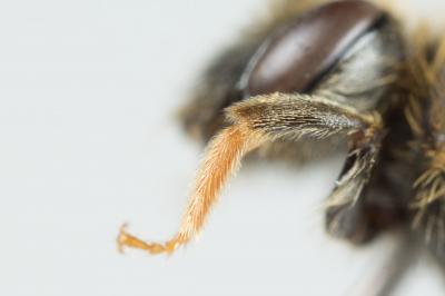  Andrena chrysosceles (Kirby, 1802)