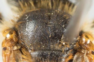 Andrena chrysosceles (Kirby, 1802)
