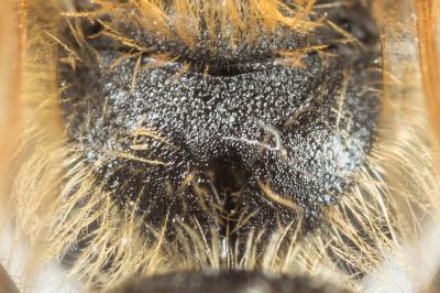  Andrena chrysosceles (Kirby, 1802)