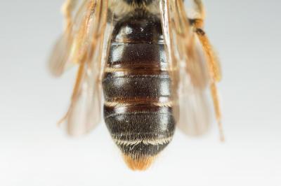  Andrena chrysosceles (Kirby, 1802)