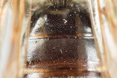  Andrena chrysosceles (Kirby, 1802)