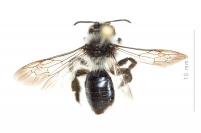  Andrena cineraria (Linnaeus, 1758)