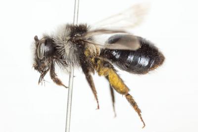  Andrena cineraria (Linnaeus, 1758)