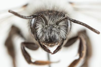  Andrena cineraria (Linnaeus, 1758)