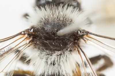  Andrena cineraria (Linnaeus, 1758)