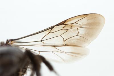  Andrena cineraria (Linnaeus, 1758)