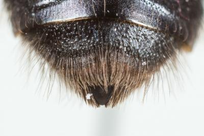  Andrena cineraria (Linnaeus, 1758)