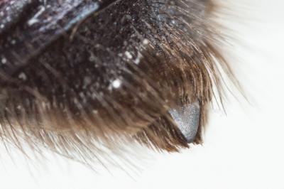 Andrena cineraria (Linnaeus, 1758)