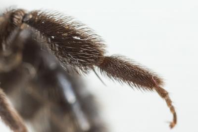  Andrena cineraria (Linnaeus, 1758)