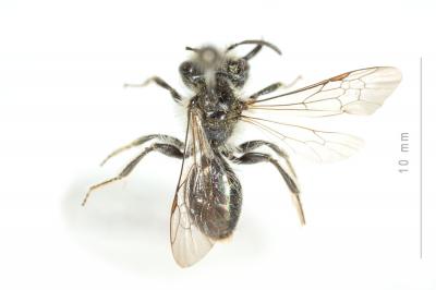 Andrena ranunculi Schmiedeknecht, 1883