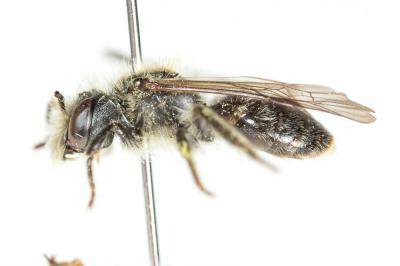  Andrena ranunculi Schmiedeknecht, 1883