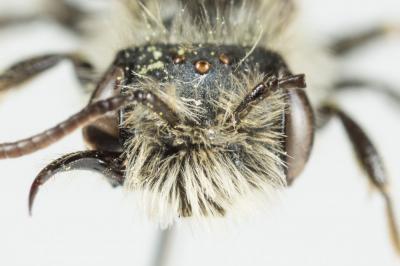  Andrena ranunculi Schmiedeknecht, 1883