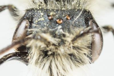  Andrena ranunculi Schmiedeknecht, 1883