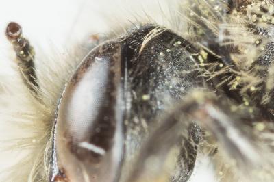  Andrena ranunculi Schmiedeknecht, 1883
