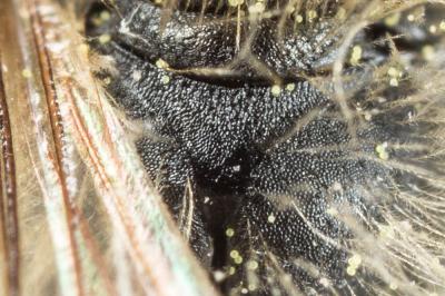  Andrena ranunculi Schmiedeknecht, 1883