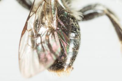  Andrena ranunculi Schmiedeknecht, 1883