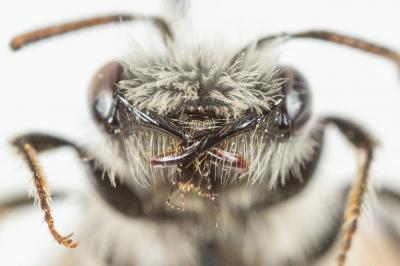  Andrena ranunculi Schmiedeknecht, 1883