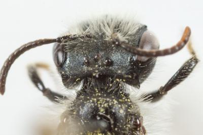  Andrena ranunculi Schmiedeknecht, 1883