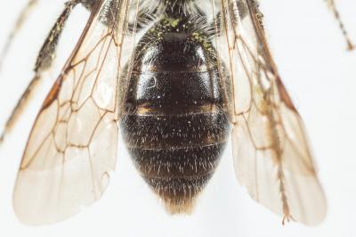  Andrena ranunculi Schmiedeknecht, 1883