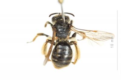  Andrena cinerea Brullé, 1832