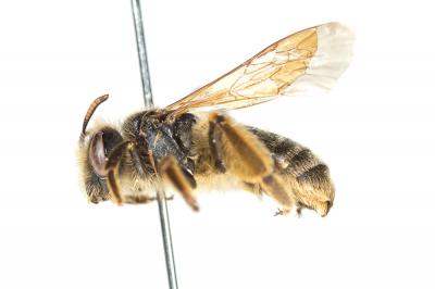  Andrena cinerea Brullé, 1832