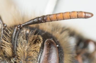  Andrena cinerea Brullé, 1832