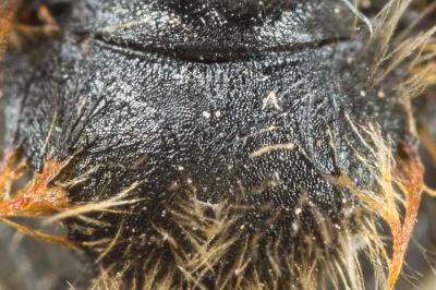  Andrena cinerea Brullé, 1832