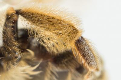  Andrena cinerea Brullé, 1832